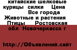 китайские шелковые курицы (силки) › Цена ­ 2 500 - Все города Животные и растения » Птицы   . Ростовская обл.,Новочеркасск г.